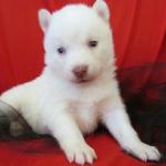 
Precio Siberian husky...........<strong>            $18,500.00  A  $22,000.00  (dependiendo del color)</strong> <br><br>


100% pura raza, registrados todos los papeles en regla se envian a cualquier parte de la Republica.<br><br> 

<li>Contrato de compraventa<br><br></li>


<li>Seguro de vida gratuito por escrito de 5 años que cubre muerte en caso de cuestiones virales</li>
<br><br>

<li>Garantía de Pureza Racial<br><br></li>

<li>Certificado de registro inicial que extiende la Federación Canófila Mexicana donde los cachorros se entregan con tatuaje y microchip</li>

