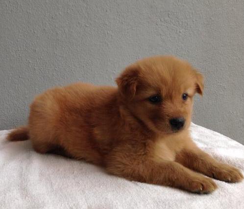cachorros de golden retriever