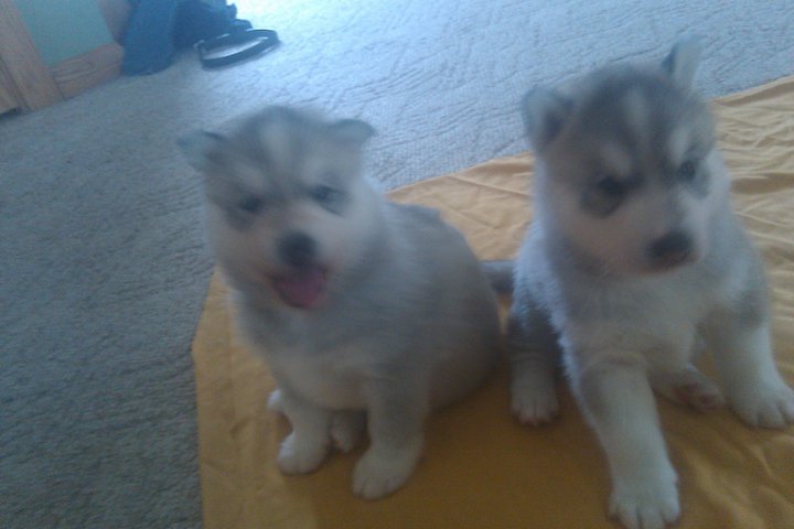 
Precio Siberian husky...........<strong>            $18,500.00  A  $22,000.00  (dependiendo del color)</strong> <br><br>


100% pura raza, registrados todos los papeles en regla se envian a cualquier parte de la Republica.<br><br> 

<li>Contrato de compraventa<br><br></li>


<li>Seguro de vida gratuito por escrito de 5 años que cubre muerte en caso de cuestiones virales</li>
<br><br>

<li>Garantía de Pureza Racial<br><br></li>

<li>Certificado de registro inicial que extiende la Federación Canófila Mexicana donde los cachorros se entregan con tatuaje y microchip</li>

