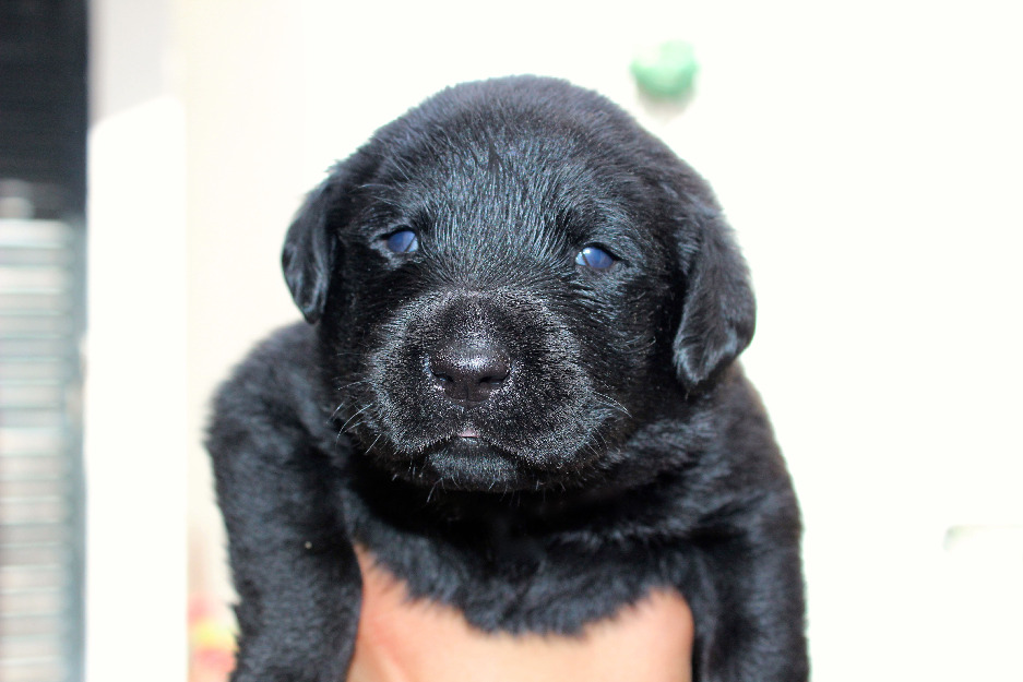 HERMOSOS LABRADOR INGLÉS