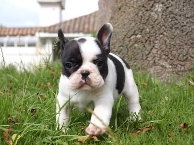 Bulldog Inglés cachorros disponibles para adopción