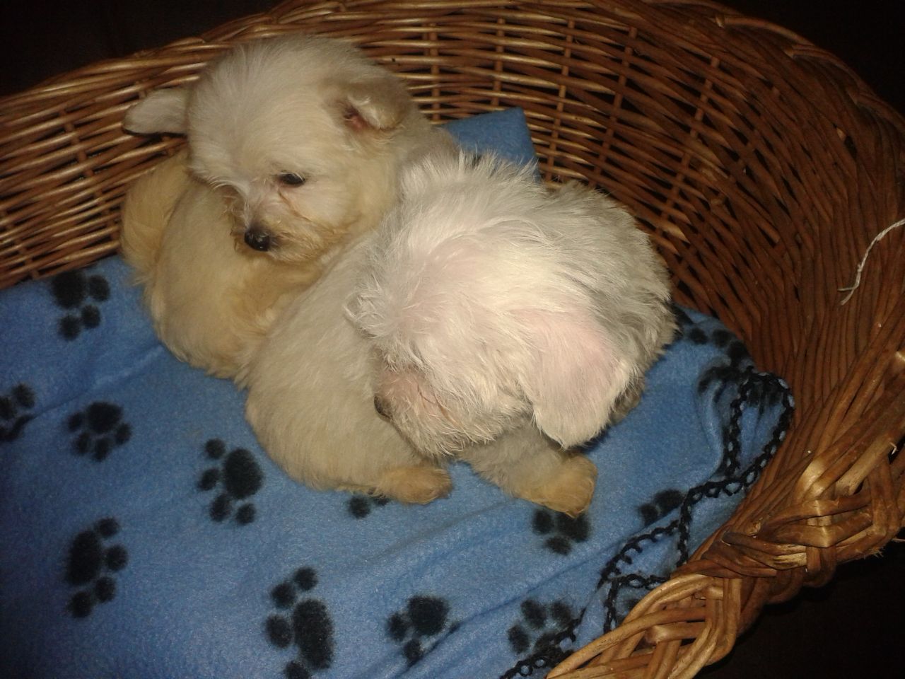  Bichon maltes toy para adopcion