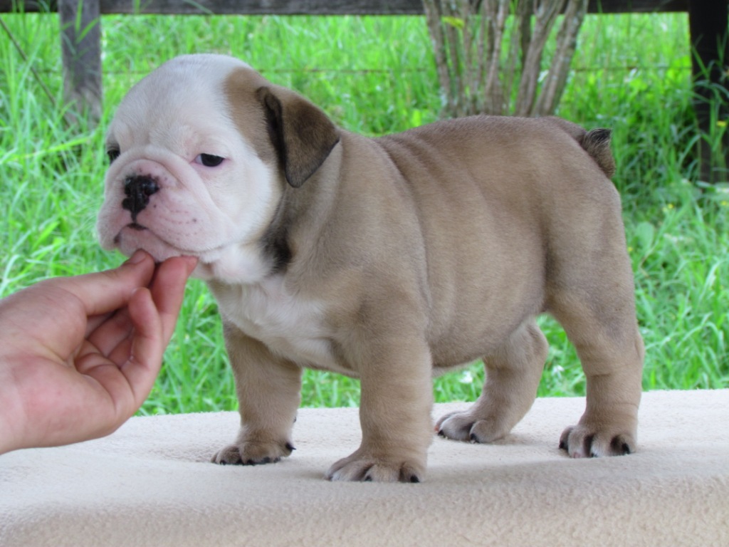 
Precio Bulldog...........<strong>   $35,000.00  A   $60,000.00    (dependiendo la calidad)</strong> <br><br>


100% pura raza, registrados todos los papeles en regla se envian a cualquier parte de la Republica.<br><br> 

<li>Contrato de compraventa<br><br></li>


<li>Seguro de vida gratuito por escrito de 5 años que cubre muerte en caso de cuestiones virales</li>
<br><br>

<li>Garantía de Pureza Racial<br><br></li>

<li>Certificado de registro inicial que extiende la Federación Canófila Mexicana donde los cachorros se entregan con tatuaje y microchip</li>

