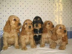 Cocker Spaniel ingles CACHORROS