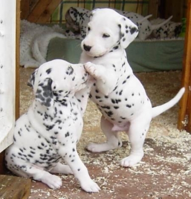 
Precio Dalmata...........<strong>        $16,000.00</strong> <br><br>


100% pura raza, registrados todos los papeles en regla se envian a cualquier parte de la Republica.<br><br> 

<li>Contrato de compraventa<br><br></li>


<li>Seguro de vida gratuito por escrito de 5 años que cubre muerte en caso de cuestiones virales</li>
<br><br>

<li>Garantía de Pureza Racial<br><br></li>

<li>Certificado de registro inicial que extiende la Federación Canófila Mexicana donde los cachorros se entregan con tatuaje y microchip</li>

