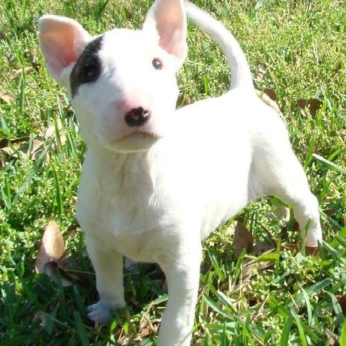 
Precio Bull Terrier...........<strong>    $18,000.00  A   $25,000.00    ( dependiendo tamaño y color)</strong> <br><br>


100% pura raza, registrados todos los papeles en regla se envian a cualquier parte de la Republica.<br><br> 

<li>Contrato de compraventa<br><br></li>


<li>Seguro de vida gratuito por escrito de 5 años que cubre muerte en caso de cuestiones virales</li>
<br><br>

<li>Garantía de Pureza Racial<br><br></li>

<li>Certificado de registro inicial que extiende la Federación Canófila Mexicana donde los cachorros se entregan con tatuaje y microchip</li>

