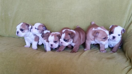 
Precio Bulldog...........<strong>   $35,000.00  A   $60,000.00    (dependiendo la calidad)</strong> <br><br>


100% pura raza, registrados todos los papeles en regla se envian a cualquier parte de la Republica.<br><br> 

<li>Contrato de compraventa<br><br></li>


<li>Seguro de vida gratuito por escrito de 5 años que cubre muerte en caso de cuestiones virales</li>
<br><br>

<li>Garantía de Pureza Racial<br><br></li>

<li>Certificado de registro inicial que extiende la Federación Canófila Mexicana donde los cachorros se entregan con tatuaje y microchip</li>

