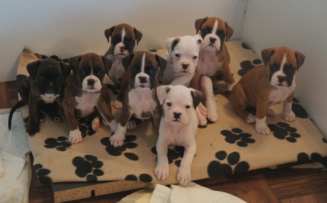  LINDO BOXER CACHORROS