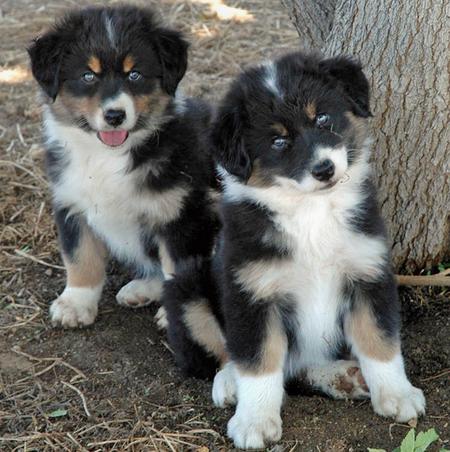 Precio Australian shepherd...........<strong>   $20,000.00  </strong> <br><br>


100% pura raza, registrados todos los papeles en regla se envian a cualquier parte de la Republica.<br><br> 

<li>Contrato de compraventa<br><br></li>


<li>Seguro de vida gratuito por escrito de 5 años que cubre muerte en caso de cuestiones virales</li>
<br><br>

<li>Garantía de Pureza Racial<br><br></li>

<li>Certificado de registro inicial que extiende la Federación Canófila Mexicana donde los cachorros se entregan con tatuaje y microchip</li>