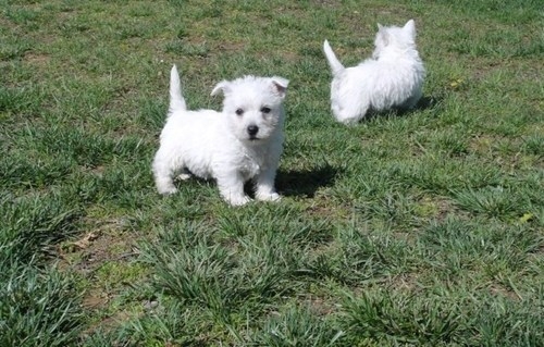 
Precio West highland white terrier...........<strong>$22,000.00</strong> <br><br>


100% pura raza, registrados todos los papeles en regla se envian a cualquier parte de la Republica.<br><br> 

<li>Contrato de compraventa<br><br></li>


<li>Seguro de vida gratuito por escrito de 5 años que cubre muerte en caso de cuestiones virales</li>
<br><br>

<li>Garantía de Pureza Racial<br><br></li>

<li>Certificado de registro inicial que extiende la Federación Canófila Mexicana donde los cachorros se entregan con tatuaje y microchip</li>

