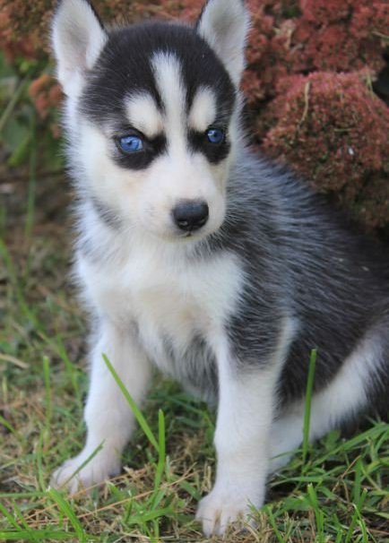 LINDO HUSKY SIBERIANO CACHRROS