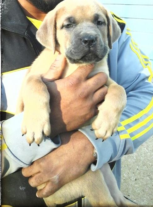  CACHORROS CANE CORSO