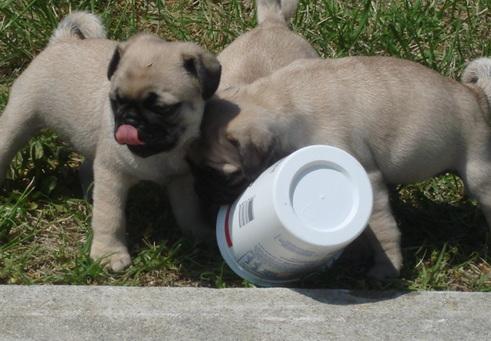 LINDO PUG CACHORROS