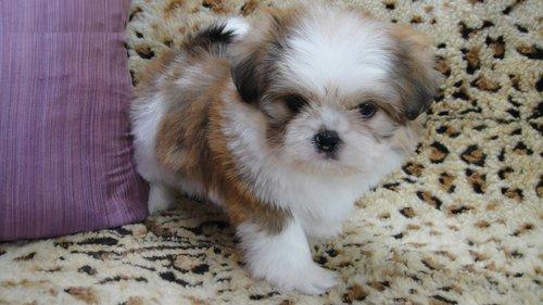 
Precio Shih Tzu...........<strong>          $22,000.00</strong> <br><br>


100% pura raza, registrados todos los papeles en regla se envian a cualquier parte de la Republica.<br><br> 

<li>Contrato de compraventa<br><br></li>


<li>Seguro de vida gratuito por escrito de 5 años que cubre muerte en caso de cuestiones virales</li>
<br><br>

<li>Garantía de Pureza Racial<br><br></li>

<li>Certificado de registro inicial que extiende la Federación Canófila Mexicana donde los cachorros se entregan con tatuaje y microchip</li>

