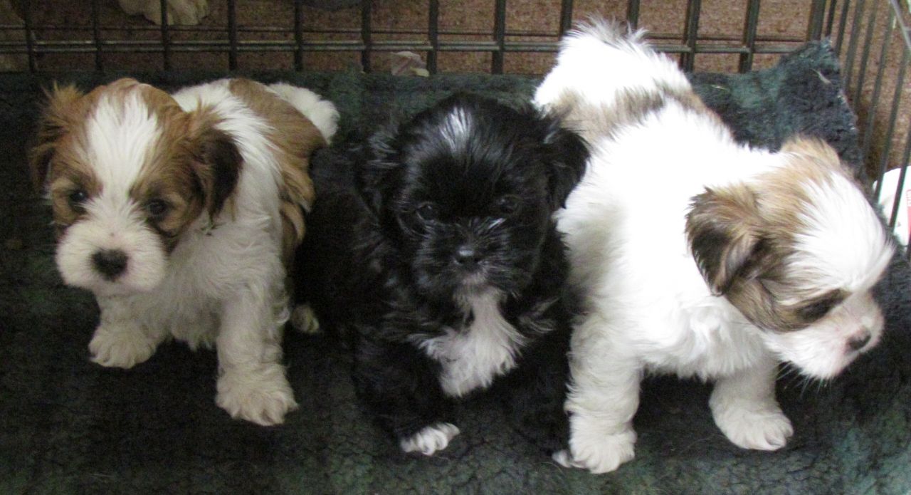 LINDO LHASA APSO CACHORROS