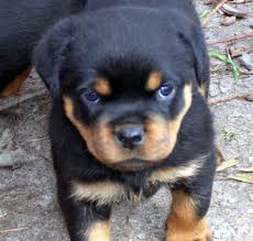 
Precio Rottweiler...........<strong>   $18,000.00</strong> <br><br>


100% pura raza, registrados todos los papeles en regla se envian a cualquier parte de la Republica.<br><br> 

<li>Contrato de compraventa<br><br></li>


<li>Seguro de vida gratuito por escrito de 5 años que cubre muerte en caso de cuestiones virales</li>
<br><br>

<li>Garantía de Pureza Racial<br><br></li>

<li>Certificado de registro inicial que extiende la Federación Canófila Mexicana donde los cachorros se entregan con tatuaje y microchip</li>

