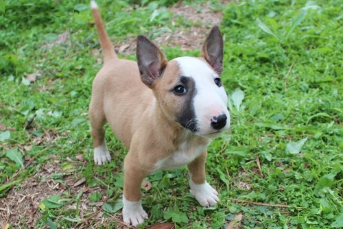 
Precio Bull Terrier...........<strong>    $18,000.00  A   $25,000.00    ( dependiendo tamaño y color)</strong> <br><br>


100% pura raza, registrados todos los papeles en regla se envian a cualquier parte de la Republica.<br><br> 

<li>Contrato de compraventa<br><br></li>


<li>Seguro de vida gratuito por escrito de 5 años que cubre muerte en caso de cuestiones virales</li>
<br><br>

<li>Garantía de Pureza Racial<br><br></li>

<li>Certificado de registro inicial que extiende la Federación Canófila Mexicana donde los cachorros se entregan con tatuaje y microchip</li>

