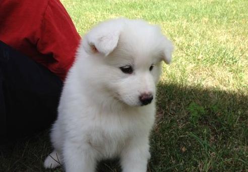 
Precio Samoyedo...........<strong>$35,000.00</strong> <br><br>


100% pura raza, registrados todos los papeles en regla se envian a cualquier parte de la Republica.<br><br> 

<li>Contrato de compraventa<br><br></li>


<li>Seguro de vida gratuito por escrito de 5 años que cubre muerte en caso de cuestiones virales</li>
<br><br>

<li>Garantía de Pureza Racial<br><br></li>

<li>Certificado de registro inicial que extiende la Federación Canófila Mexicana donde los cachorros se entregan con tatuaje y microchip</li>

