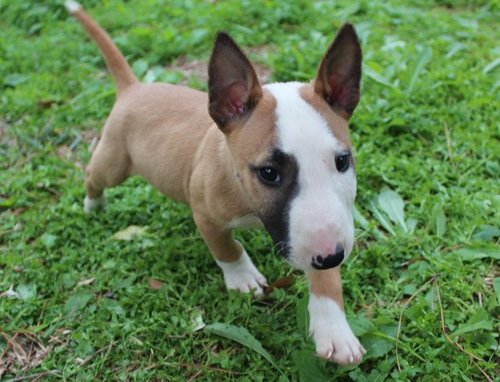 Dos cachorros increíble bull terrier para nuevo hogar