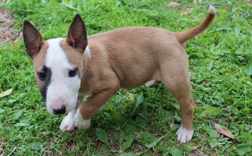 
Precio Bull Terrier...........<strong>    $18,000.00  A   $25,000.00    ( dependiendo tamaño y color)</strong> <br><br>


100% pura raza, registrados todos los papeles en regla se envian a cualquier parte de la Republica.<br><br> 

<li>Contrato de compraventa<br><br></li>


<li>Seguro de vida gratuito por escrito de 5 años que cubre muerte en caso de cuestiones virales</li>
<br><br>

<li>Garantía de Pureza Racial<br><br></li>

<li>Certificado de registro inicial que extiende la Federación Canófila Mexicana donde los cachorros se entregan con tatuaje y microchip</li>

