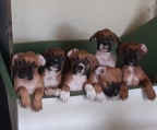 Cachorros BOXER ( cabeza de huevo ) nacidos el 20 de enero  2023.
<br>Ya desparasitados y con la primera vacuna. 3 cachorras y 2 cachorros en busca de una nueva familia 
<br>Entregamos al cachorro en un punto medio. 
<br>$2000 pesos por cada cachorro.
<br>Para que te pueda enviar mas fotos 5561768170