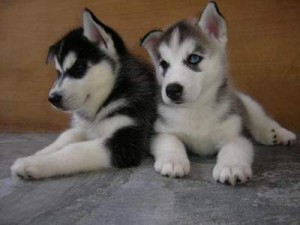 Cachorros Husky Siberiano para adopción