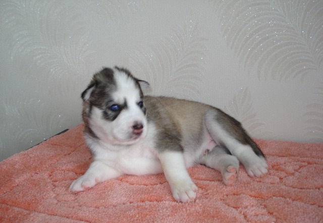 Macho y hembra AKC registrados Bulldog Inglés Cachorro