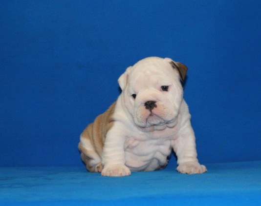 Macho y hembra AKC registrados Bulldog Inglés Cachorro