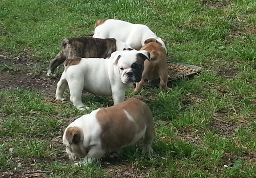 Macho y hembra AKC registrados Bulldog Inglés Cachorro