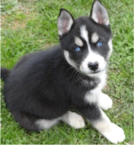 Husky siberiano cachorros disponibles