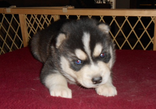 
Precio Siberian husky...........<strong>            $18,500.00  A  $22,000.00  (dependiendo del color)</strong> <br><br>


100% pura raza, registrados todos los papeles en regla se envian a cualquier parte de la Republica.<br><br> 

<li>Contrato de compraventa<br><br></li>


<li>Seguro de vida gratuito por escrito de 5 años que cubre muerte en caso de cuestiones virales</li>
<br><br>

<li>Garantía de Pureza Racial<br><br></li>

<li>Certificado de registro inicial que extiende la Federación Canófila Mexicana donde los cachorros se entregan con tatuaje y microchip</li>

