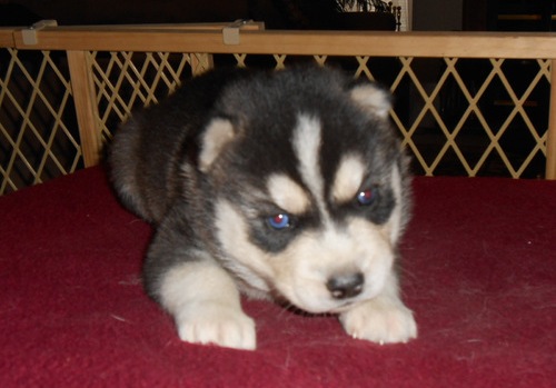 Husky siberiano cachorros disponibles