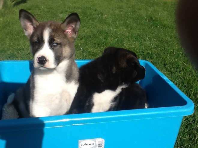 Impresionante Chunky Akita
<br>impresionante camada de 3 niños 5 niñas cachorros akita americano. reg kc mamá pero papá no lo es. vendrá con veterinario comprobado microchip pulgas y desparasitados. estaremos dando paquetes de cachorros que incluyen fotos de foto camada de mamá y papá juguetes una manta golosinas para el cachorro y la tabla de peso del recién nacido. criado niños redondos y niños manejan los cachorros desde el día 1. cachorros muy impresionantes u no se sentirán decepcionados