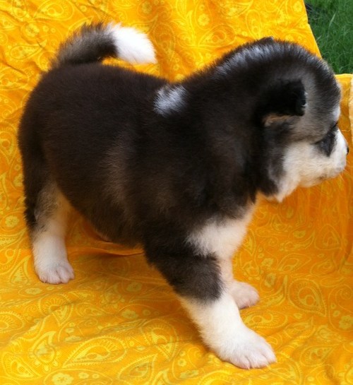 
Precio Siberian husky...........<strong>            $18,500.00  A  $22,000.00  (dependiendo del color)</strong> <br><br>


100% pura raza, registrados todos los papeles en regla se envian a cualquier parte de la Republica.<br><br> 

<li>Contrato de compraventa<br><br></li>


<li>Seguro de vida gratuito por escrito de 5 años que cubre muerte en caso de cuestiones virales</li>
<br><br>

<li>Garantía de Pureza Racial<br><br></li>

<li>Certificado de registro inicial que extiende la Federación Canófila Mexicana donde los cachorros se entregan con tatuaje y microchip</li>

