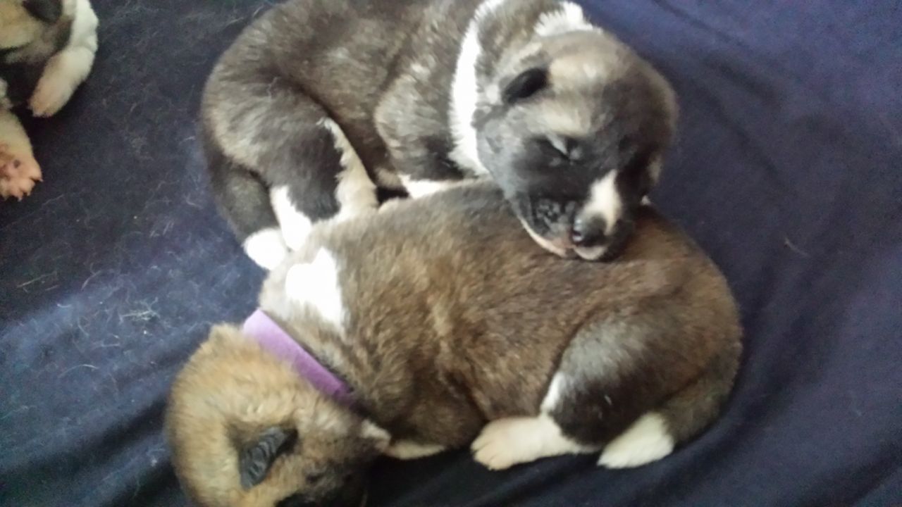 Impresionante Chunky Akita cachorros para la venta libre
<br>
<br>
<br> Impresionante camada de 3 niños 5 niñas cachorros akita americano. reg kc mamá pero papá no lo es. vendrá con veterinario comprobado microchip pulgas y desparasitados. estaremos dando paquetes de cachorros que incluyen fotos de Photo camada de mamá y papá juguetes una manta golosinas para el cachorro y la tabla de peso del recién nacido. criado niños redondos y niños manejan los cachorros a partir del día 1. cachorros muy impresionantes u no se sentirán decepcionados. visualización de bienvenida y depoist tomado 100 por cachorro no reembolsables. por favor póngase en contacto con para más detalles.