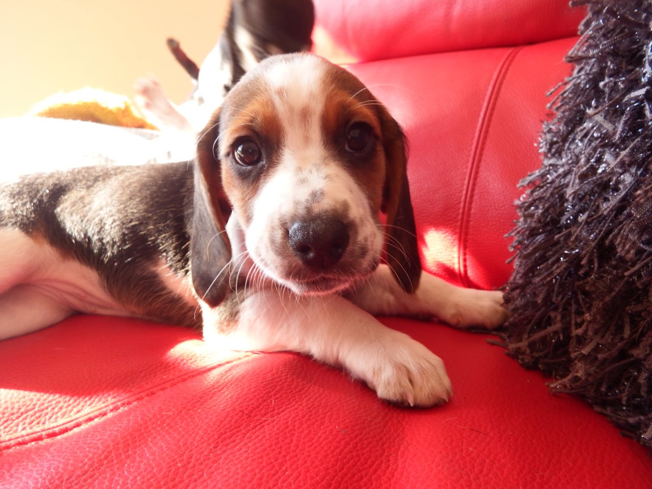 Hermosa Beagle cachorros Listo Ahora