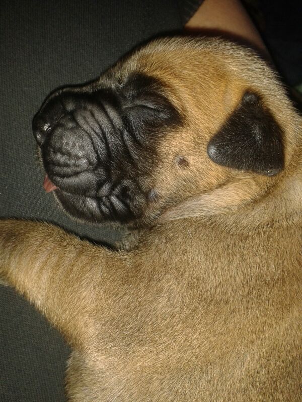 cachorros disponibles gran danés