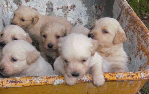 
Precio Golden Retriever...........<strong>             $15,500.00</strong> <br><br>


100% pura raza, registrados todos los papeles en regla se envian a cualquier parte de la Republica.<br><br> 

<li>Contrato de compraventa<br><br></li>


<li>Seguro de vida gratuito por escrito de 5 años que cubre muerte en caso de cuestiones virales</li>
<br><br>

<li>Garantía de Pureza Racial<br><br></li>

<li>Certificado de registro inicial que extiende la Federación Canófila Mexicana donde los cachorros se entregan con tatuaje y microchip</li>

