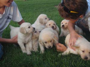 Precioso cachorro de Golden Retriever, vacunado, desparasitado, cartilla sanitaria, inscripto en el libro de origenes caninos españoles para la gestion de su pedigree, nacido, es una monada, puede verlo sin compromiso.