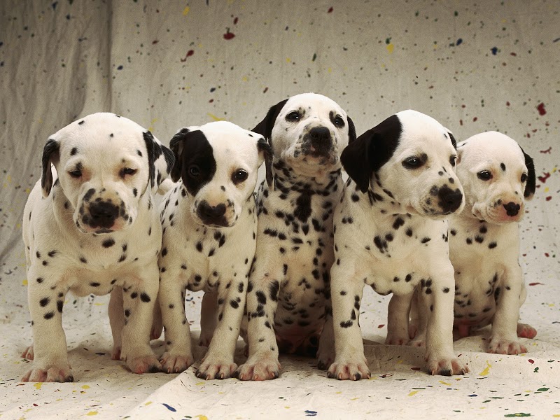 dalmatas cachorros listos para venta 
<br>
<br>Cachorros de dalmata nacidos finales de noviembre, criados en ambiente familiar, sanos, muy cariñosos y juguetones. Pelaje desde muy oscuros a muy blancos, disponiblkes machos y hembras. Buscamos personas que los quieran cuidar y dar cariño. Son perros muy apegados a sus amos. Nacidos en Majadahonda. 