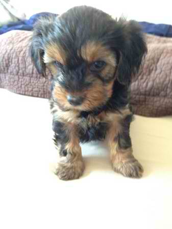 
Precio Yorkshire Terrier...........<strong>$18,000.00   A   $25,000.00  (dependiendo del tamaño, sexo, color y calidad)</strong> <br><br>


100% pura raza, registrados todos los papeles en regla se envian a cualquier parte de la Republica.<br><br> 

<li>Contrato de compraventa<br><br></li>


<li>Seguro de vida gratuito por escrito de 5 años que cubre muerte en caso de cuestiones virales</li>
<br><br>

<li>Garantía de Pureza Racial<br><br></li>

<li>Certificado de registro inicial que extiende la Federación Canófila Mexicana donde los cachorros se entregan con tatuaje y microchip</li>


