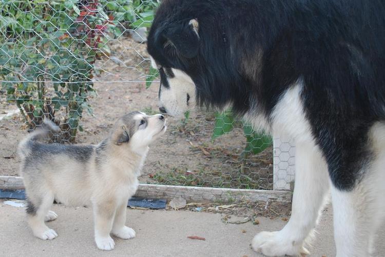 
Precio ALASKAN MALAMUTE...........<strong>$18,500.00</strong> <br><br>

100% pura raza, registrados todos los papeles en regla se envian a cualquier parte de la Republica.<br><br> 

<li>Contrato de compraventa<br><br></li>


<li>Seguro de vida gratuito por escrito de 5 años que cubre muerte en caso de cuestiones virales</li>
<br><br>

<li>Garantía de Pureza Racial<br><br></li>


<li>Certificado de registro inicial que extiende la Federación Canófila Mexicana donde los cachorros se entregan con tatuaje y microchip<br><br></li>

