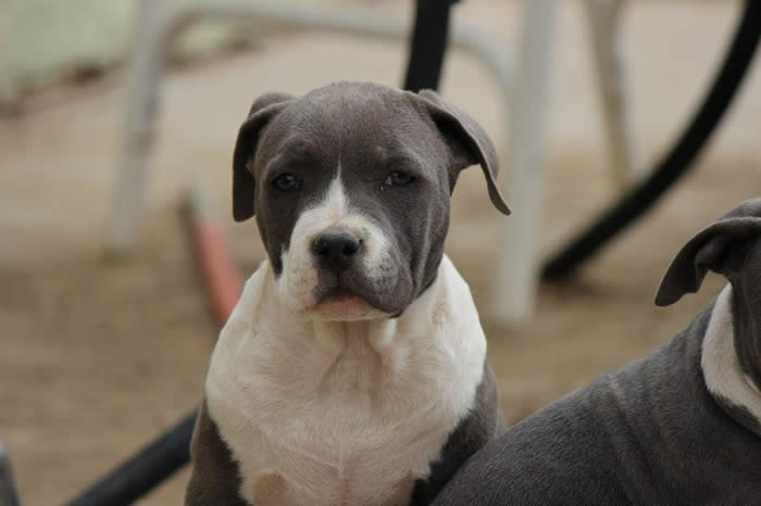 Hermosos cachorros  American Pitt Bull Terrier de los pequeños Toys