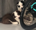 Hermosos cachorros border collie disponibles raza pura listos para entrergar 