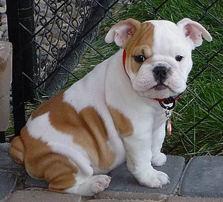 
Precio Bulldog...........<strong>   $35,000.00  A   $60,000.00    (dependiendo la calidad)</strong> <br><br>


100% pura raza, registrados todos los papeles en regla se envian a cualquier parte de la Republica.<br><br> 

<li>Contrato de compraventa<br><br></li>


<li>Seguro de vida gratuito por escrito de 5 años que cubre muerte en caso de cuestiones virales</li>
<br><br>

<li>Garantía de Pureza Racial<br><br></li>

<li>Certificado de registro inicial que extiende la Federación Canófila Mexicana donde los cachorros se entregan con tatuaje y microchip</li>

