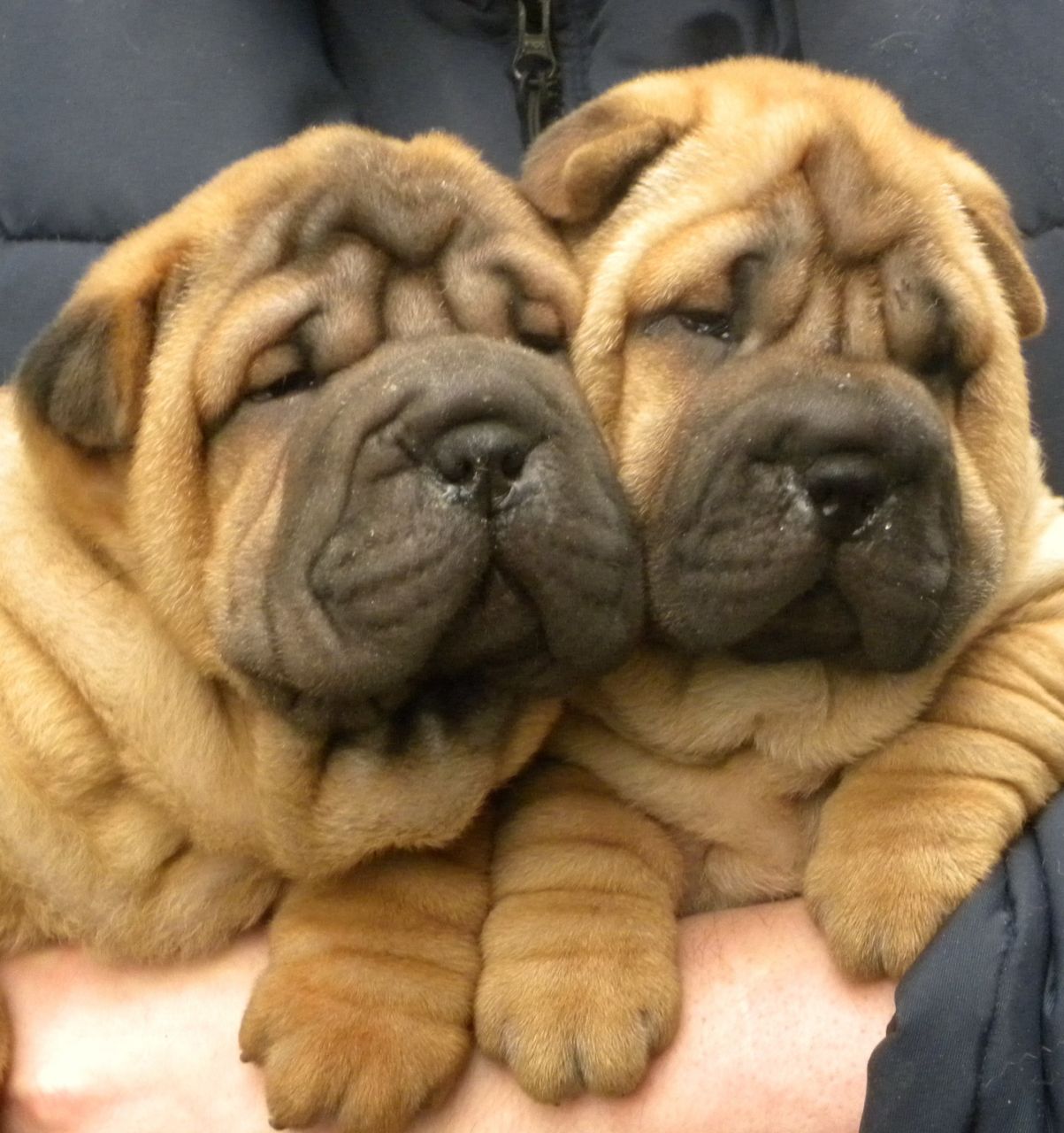 Sobresaliente primera clase Litera De Shar-pei