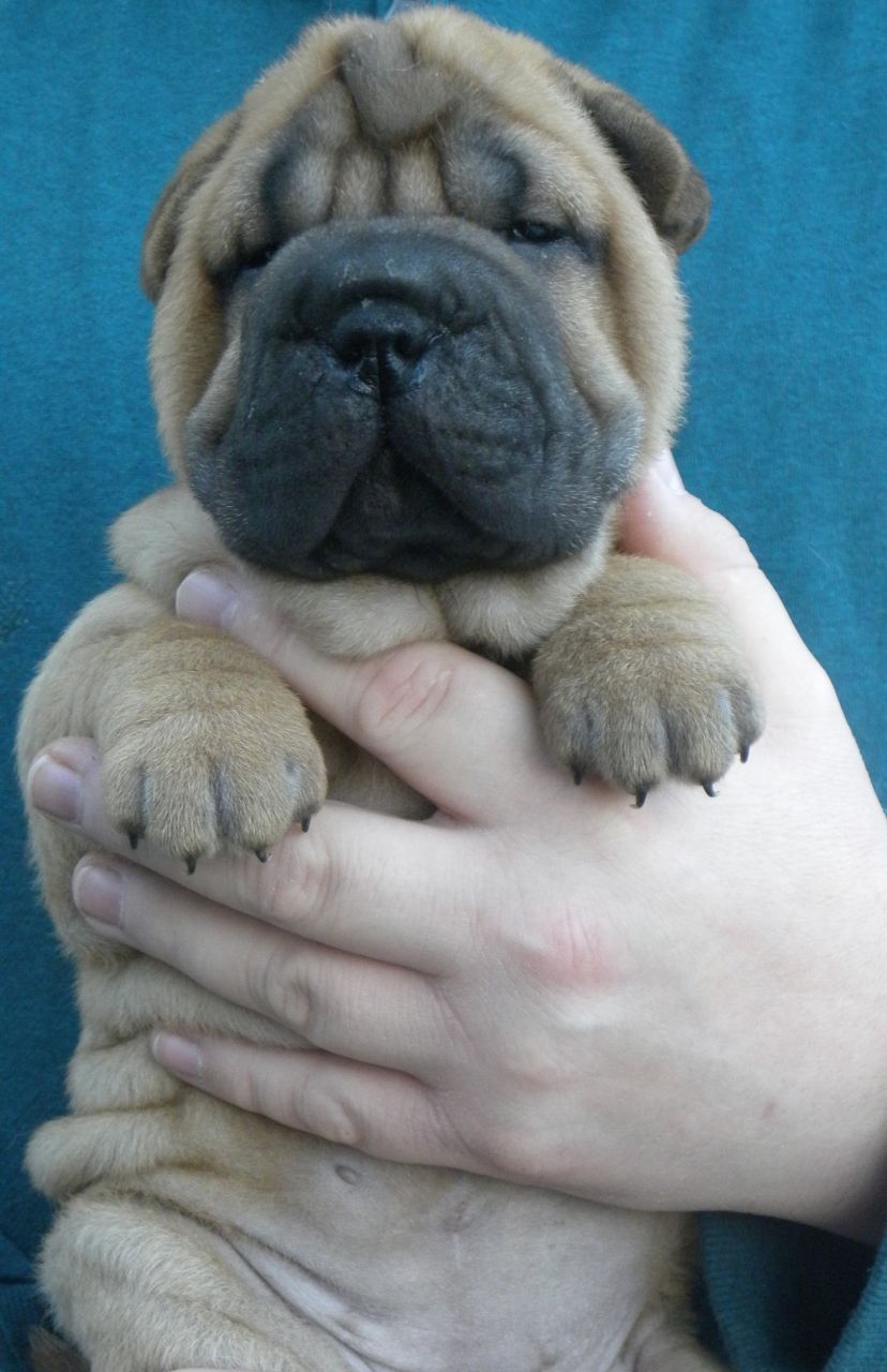 Sobresaliente primera clase Litera De Shar-pei