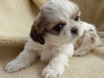 
Precio Shih Tzu...........<strong>          $22,000.00</strong> <br><br>


100% pura raza, registrados todos los papeles en regla se envian a cualquier parte de la Republica.<br><br> 

<li>Contrato de compraventa<br><br></li>


<li>Seguro de vida gratuito por escrito de 5 años que cubre muerte en caso de cuestiones virales</li>
<br><br>

<li>Garantía de Pureza Racial<br><br></li>

<li>Certificado de registro inicial que extiende la Federación Canófila Mexicana donde los cachorros se entregan con tatuaje y microchip</li>

