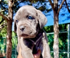 Venta de Cachorros Cane Corso con pedigree internacional, tenemos machos y hembras de la mejor calidad. 