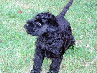 CRIADORES DE KERRY BLUE TERRIER LA BRUIXETA